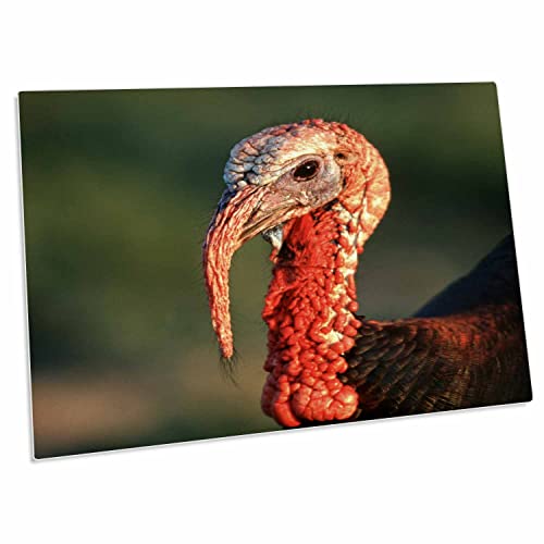 3dRose Rio Grande Wild Turkey Gobbler Portrait Desk Pad