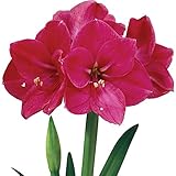 Zhu Dinghong es de color brillante, adecuado para plantar en patios y macizos de flores, así como para decorar salas de estar y pasillos.