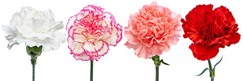 Flowerprime Valentine's Day Carnations - Special Holiday Variety Pack Fresh Natural Cut Flowers (50) #TOP1