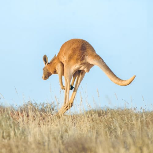 ep.463 野生カンガルーにやっと会えたのに&hellip;道路に死体が多すぎて驚愕