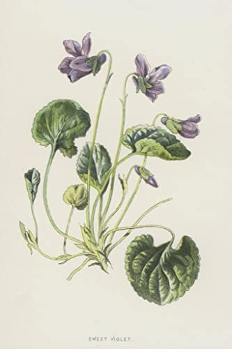Art tableau Sweet Violet Hulme image sur toile salon élégant décoration murale 60x90