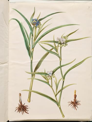 Cuadro Tradescantia Virginiana lienzo decorativo de 60x90cm para salón y dormitorio