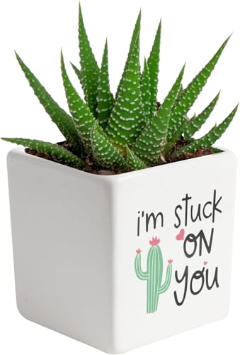 Costa Farms Haworthia Live Plant, Succulent Houseplant in Cute Decor