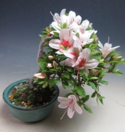 皐月 盆栽 サツキ 鉢植え 花付き　日の丸　75センチ　幅50センチ Amazon.co.jp: 盆栽 花芽付！皐月（サツキ）（日の丸）(4523) 【現品