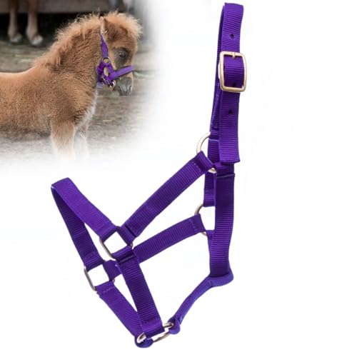 Jeffers Equine Miniature Nylon Horse Halter, Purple - Mini Yearling