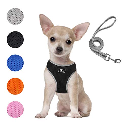 How To Train A Dog To Wear A Harness Pet Trained