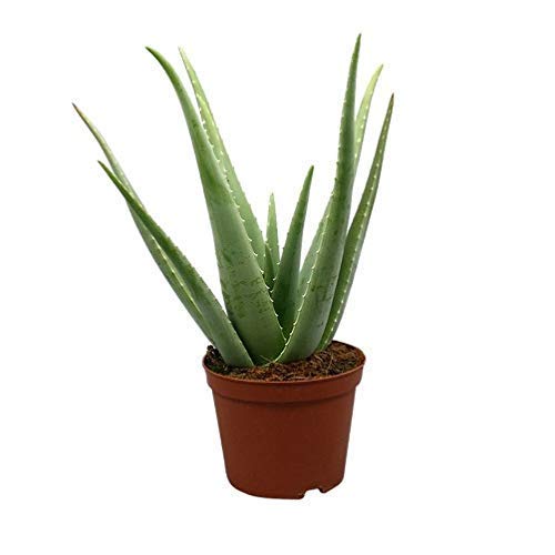 PlantaZee Aloe Vera Medicinal Live Plant with Black Nursery Pot| Medicinal Plants | Plant for Home| Ayurvedic Medicinal Plant | Herbal Plant | Indoor & Outdoor Medicinal Plant (B0B12FK1CL) Amazon Price History, Amazon Price Tracker