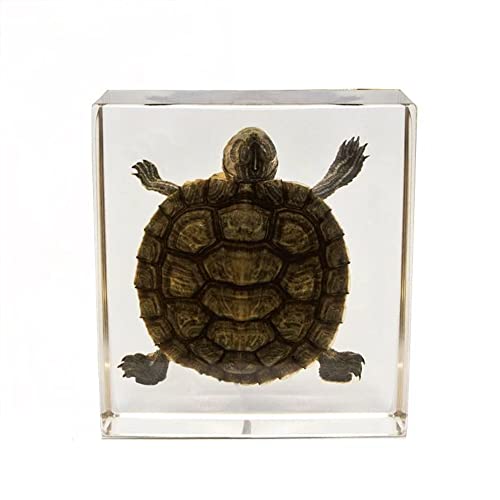 Real Turtle in Acrylic Block