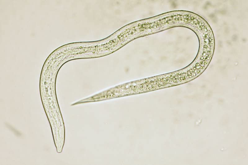 Beneficial Nematodes Pouch 10 Pack
