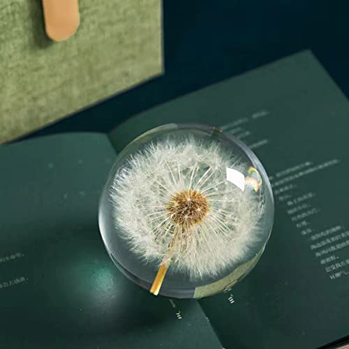 Deshintke Real Dandelion Specimen Ball Paperweight Desktop Decor Decoration (Medium) #TOP1