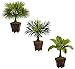 Nearly Natural 6325-S3 N/A Assorted 16.5" H Mini Artificial Palm Trees, Green