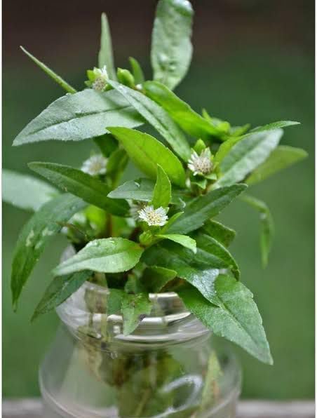BEST OF HAIR GROWTH BHRINGRAJ ATURVEDA PLANTN | LIVE AND FRESH LEAF | FAST GROWING OR USESFULL | MEDICINAL AND HERBAL PLANT | FALSE DAISY WITH POT-image-20