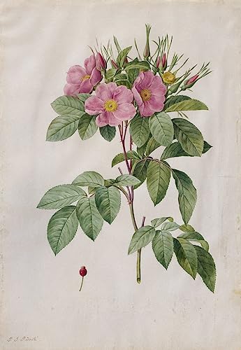 Peinture sur toile Rosa Carolina affiche grand format pour habiller un mur vide sans cadre