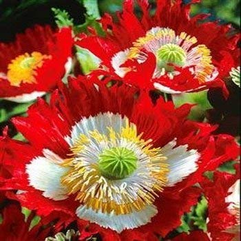 BEE GARDEN� Poppy Danish Flag Flower Seeds-image-22
