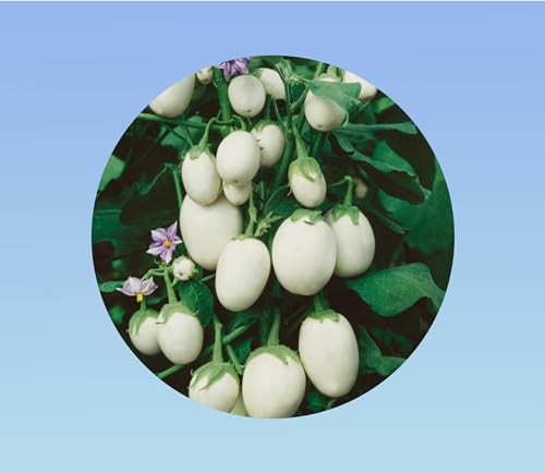 20 graines graines de aubergine oeuf blanc - légume à fruits ovales - variétés ancienne