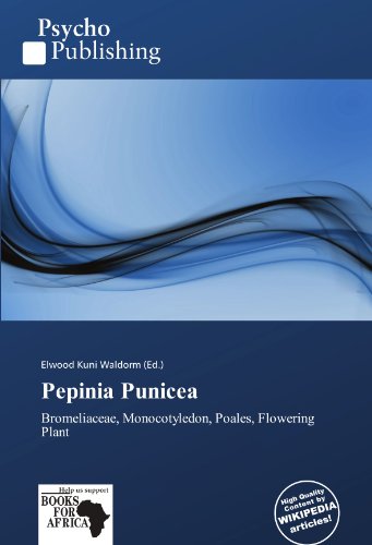 Pepinia Punicea: Bromeliaceae, Monocotyledon, Poales, Flowering Plant