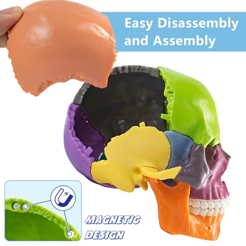 Merinden Mini Human Skull Model - 15-Part Half-Size Color-Coded Anatomy Model with Manual - Educational Detachable Skull for Medical Anatomy and Physiology Study Research Teaching Display - Thumbnail 5