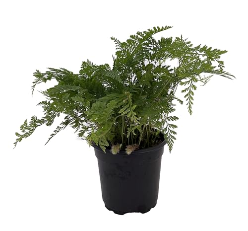 White Rabbit's Foot Fern 4" Pot - Davallia
