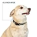 The Wizarding World of Harry Potter Pet Collar, Dog Collar Plastic Buckle, Harry Potter Hogwarts House Patch Blocks Tan Black, 20 to 31 Inches 1.5 Inch Wide