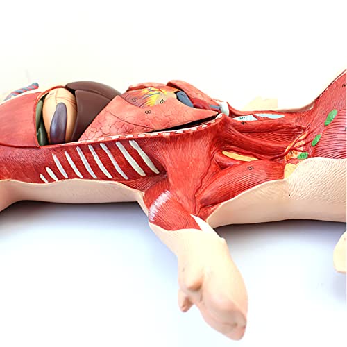 Anatomie animale embryon de porc avec organes internes muscles et nerfs