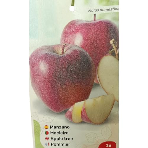 MANZANO STARQUIN | Maceta 25CM | Planta de Exterior | Fácil Cuidado | Manzana | Sabor Premium | Delicia frutal
