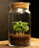 Kaffeepflanze | Coffea Arabica | Luma Flora