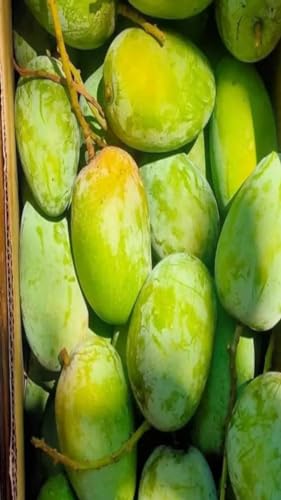 Image of Combo 2 ''Bhagalpuri Mango Tree Hybrid inch Original Desi Delicious Huge Productivity Rare Mango Fruit Grafted Live Plant Plant For Home Garden
