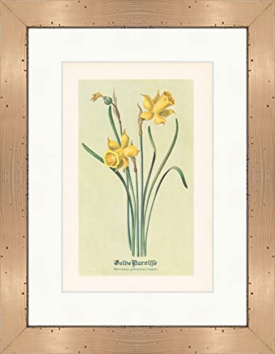 Biller Antik Narcisse jaune Narcissus pseudonarcissus L. Plantes médicinales Herbes médicinales 020 encadrée