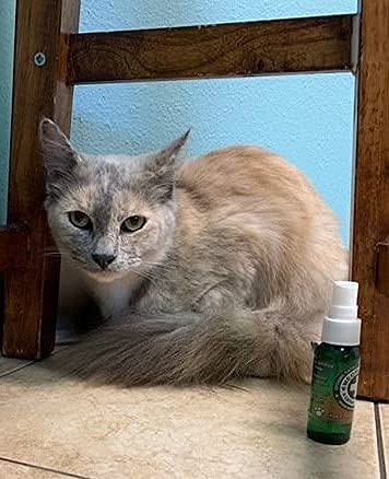 Meowijuana | 1 Oz. Premium Catnip Spray | Organic | High Potency | Use On Cat Toys, Teasers, And Scratchers | Grown In The Usa | Feline And Cat Lover Approved #TOP6