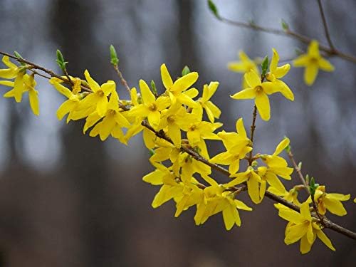 TriStar Plants - Yellow Forsythia, 1 Gallon Trade Pot - Healthy Established Roots, Flowering Shrub, Golden Bells, Lynwood Gold, Gold Forsythia, Hardy Shrub, Bright