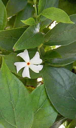 Guruji Plantation - Harsingar Live plant with Plastic Pot