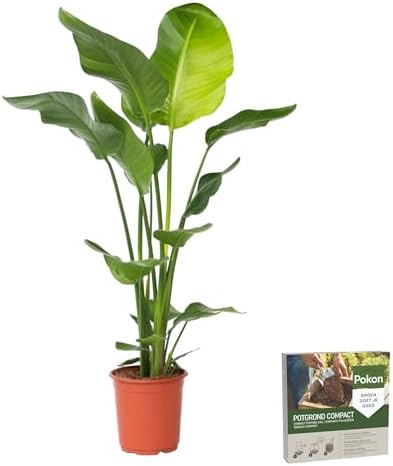 Plant in a Box - Strelitzia Nicolai - Pokon - Flor de ave del par...