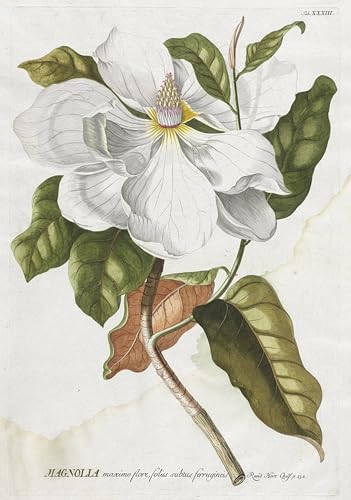 Affiche Magnolia Georg Dionysius Ehret Décoration Bureau