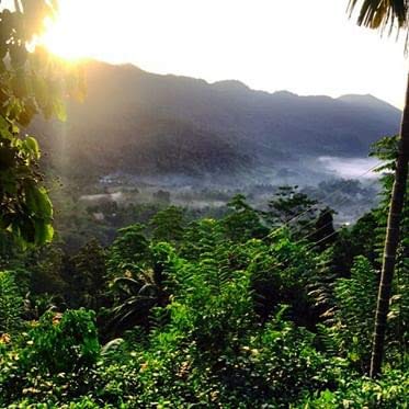 Miniatura 5 de Chamellia Té orgánico de citronela y jengibre - 50 bolsas de té piramidales en una bolsa de 3.5 oz (100 g) (sin Camellia Sinensis, sin cafeína) Una