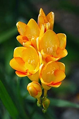 Radha Krishna Agriculture Imported Variety Freesia Flower Bulbs all Season Flower Bulbs for Pot & Home Garden Pack of 2 Flower Bulbs (B097Q9V17T) Amazon Price History, Amazon Price Tracker