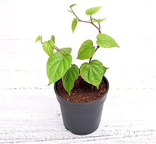 Paan Leaf Live Plant, Banarasi Maghai Paan, Meetha Paan, Medicinal Herb with pot (6)