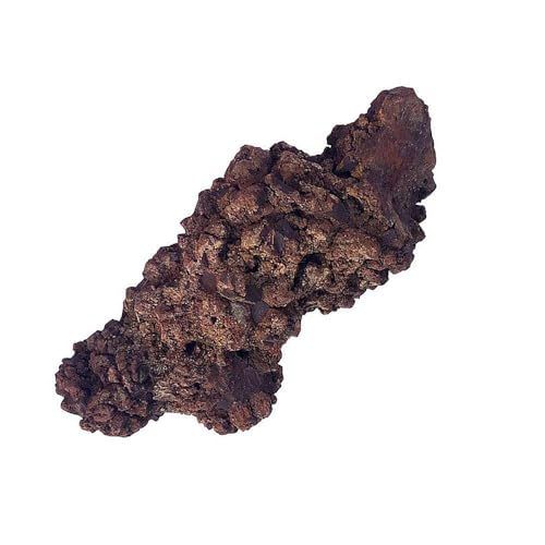 Image of Coprolite Authentic Prehistoric 0.55 Lbs Natural Fossilized Mineral Dung Stone Specimen Length 2-4 inch Dinosaur Coprolite Feces Trace Fossil (Information Card Included)