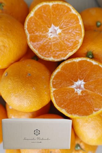 �y�G�i �����p�z�݂��� 9kg�{���ݕ⏞�t�� (��5��) �F�{���Y ���Y �͓��݂���