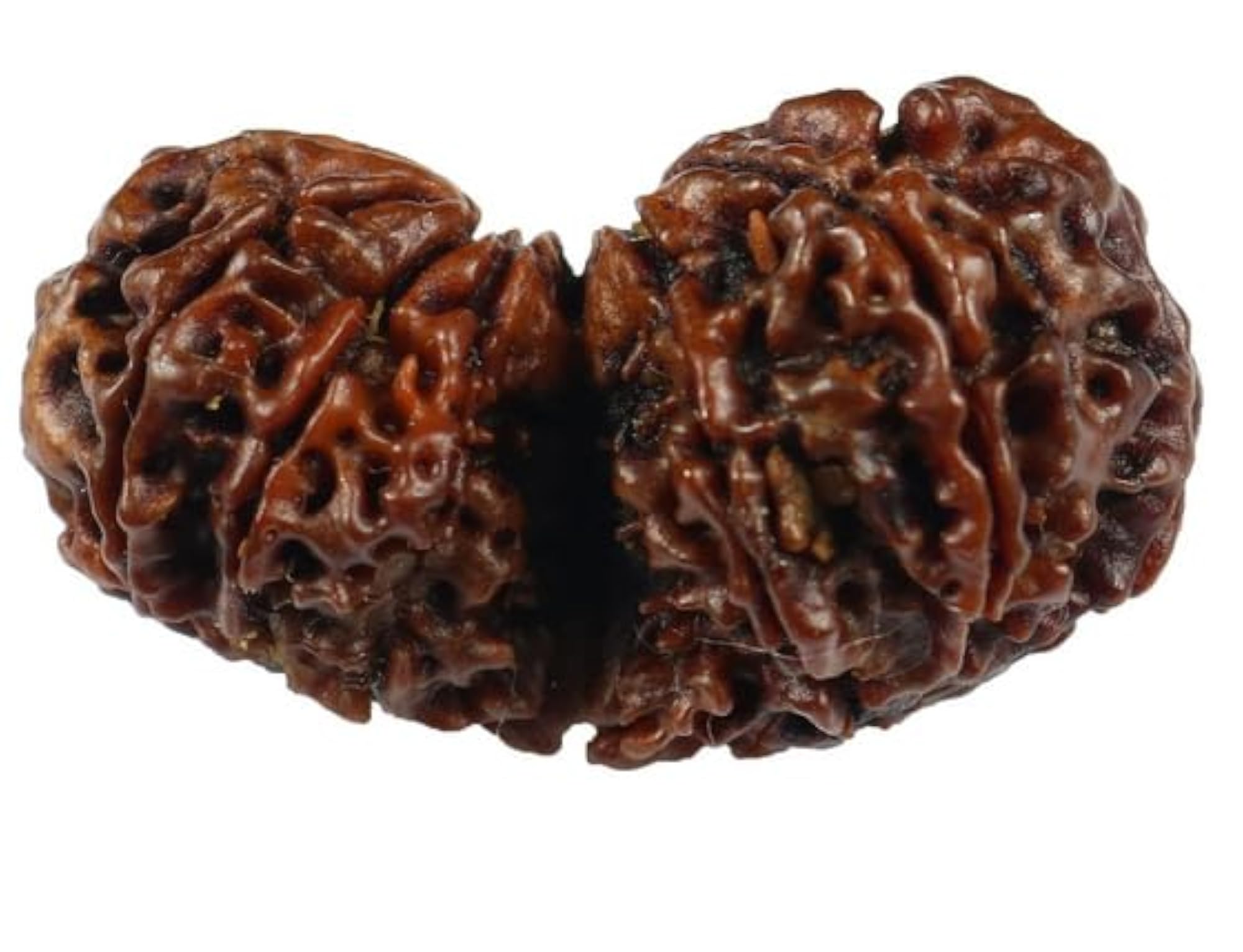 Genuine Gori Shankar Rudraksha Beads, Holy Pendant Making