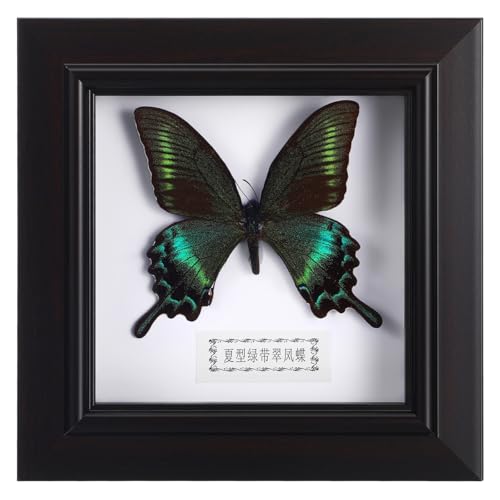 Insecto simulado en marco para decoración artística de oficina y hogar