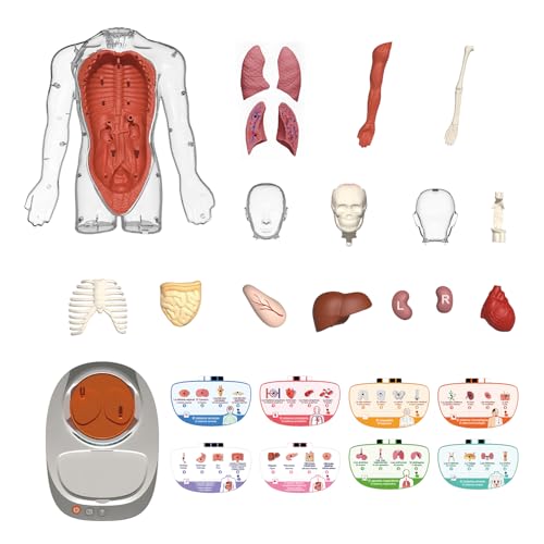 Cuerpo Humano Vozpedia Interactiva aprende biología fácil sin memorizar 5