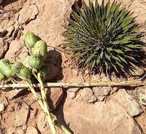 5 Semi di TRM659 Yuca Enana (Yucca Harrimaniae Nana)