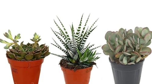 Pack de 3 Plantas Crasa, Mix de suculentas variadas. Mix de plantas Crasas, en maceta de 8 cm. Suculentas con hojas gruesas que almacenan agua, ideales para climas secos. Segura Garden.