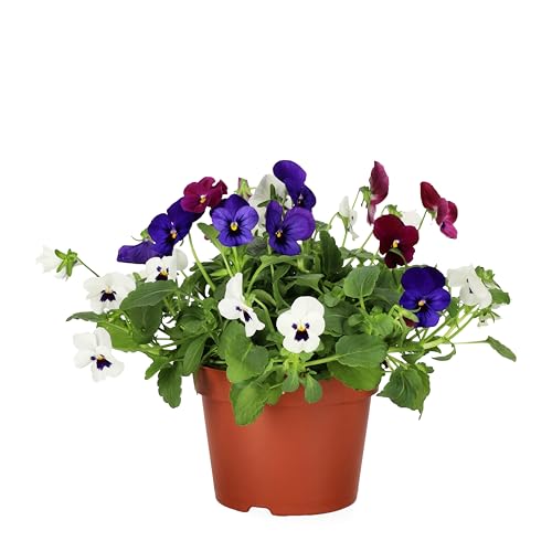 Planta Viva de Pensamiento Decorativa y Natural para Jardines y Macetas