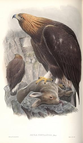 Tableau illustration d'oiseau Aquila Chrysaetos pour décoration murale salon 60x90cm