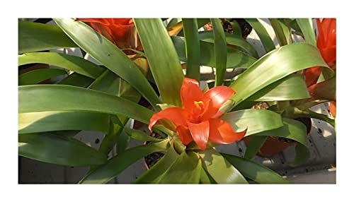 Pezzi - 10x Guzmania Lingulata Bromelia Giardino Piante - Seme ID563 - Seeds & Plants Shop by Ipsa