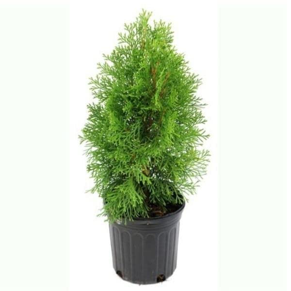 Garden Art Morpankhi Live Plant in Growers Bag For Outdoor | Pack of 1 | Thuja occidentalis (B0B8ZNGTCF) Amazon Price History, Amazon Price Tracker