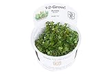 Tropica 1-2-Grow! Rotala Bonsai 1 Stück