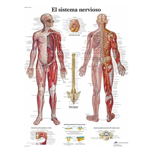 3B Scientific VR3620UU Impreso En Papel, el Sistema Nervioso