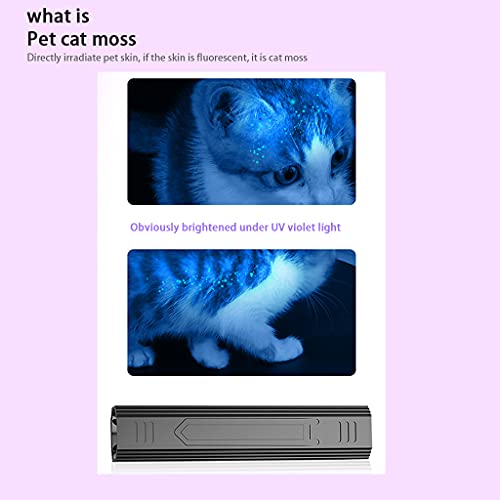 Lampe de poche UV noire détection chat lit pour animaux taches sèches